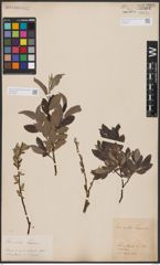 Foto von Salix aurita L. x Salix lapponum L.